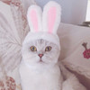 Lovely Rabbit Ear Cat Pet Headgear Headwear, Size: One size