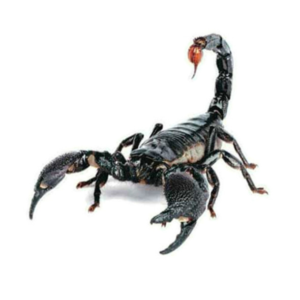 2 PCS Creative Personality Scratch Cover  Car Body Sticker(Scorpion)