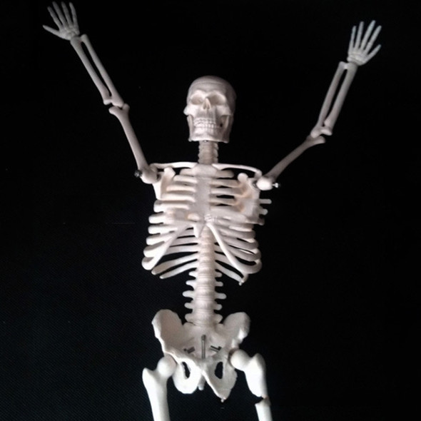 45cm Human Skeleton Bone Model Medical Teaching Model