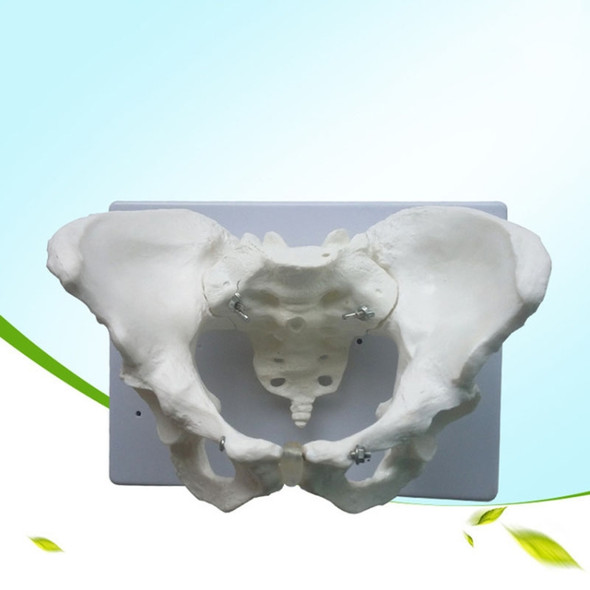 Female Pelvic Model Joint Metatarsal Bone Structure Gynecology Display Teaching Medicine(White)