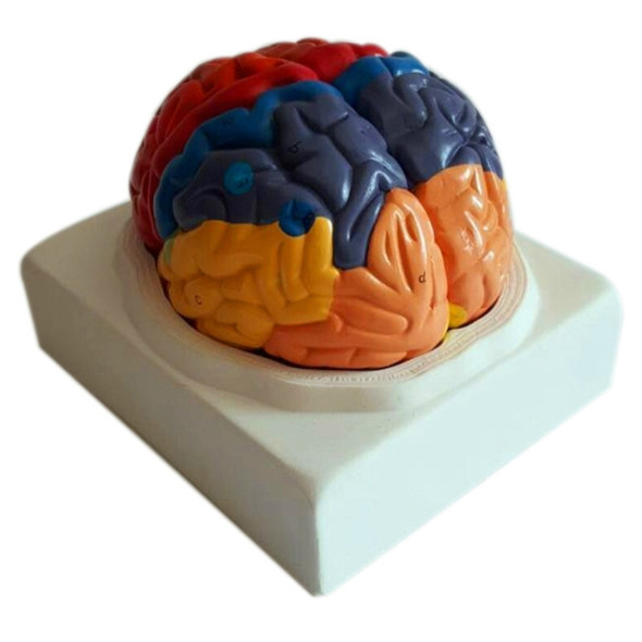 Brain Functional Cortex Regional Human Anatomy Brain Color Model for Medical School Teaching Tools