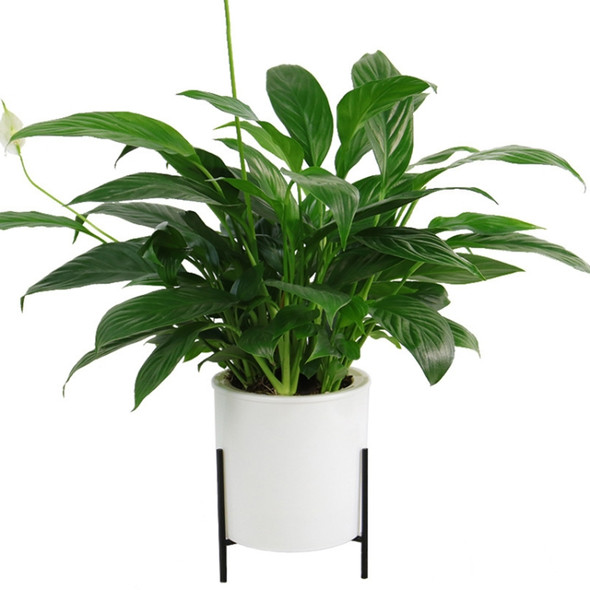 110mm PP Planter Flower Pot Automatic Water-absorbing Lazy Flower Pot, with Shelf