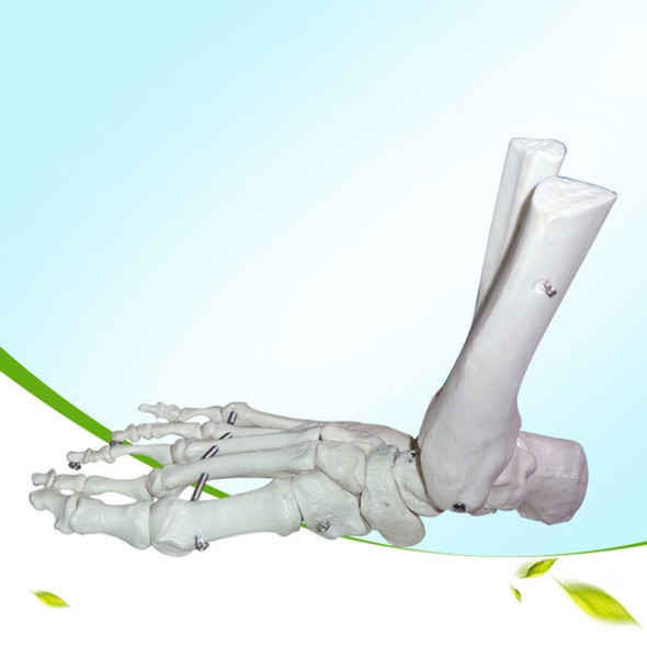 Ankle Ligament Model Functional Foot Model Teaching and Training Bone Mode(White)