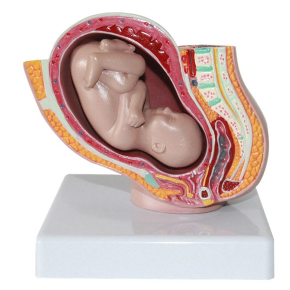 Detachable Female Pelvic Cavity with Full-term Fetal Uterine Embryo Model Teaching Supply(As Show)