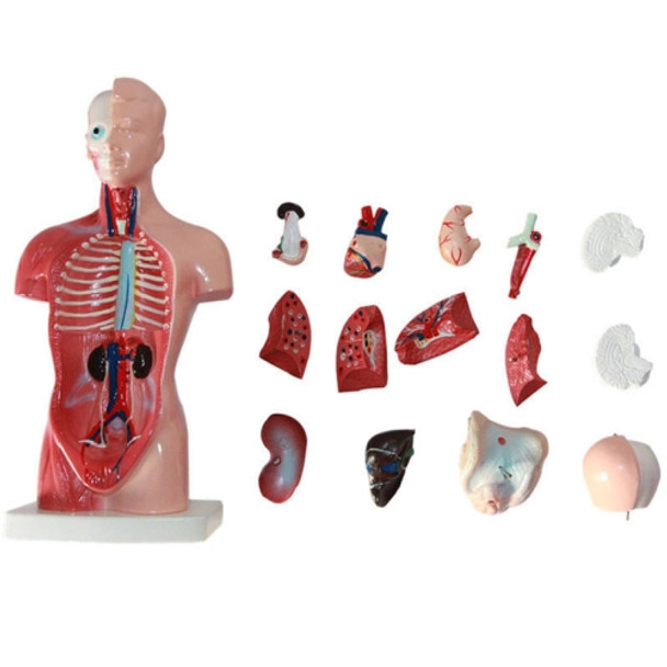 Primary and Secondary Education 26CM Torso Model Human Anatomy Organ Structure Model(As Show)