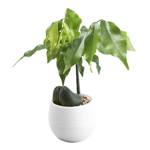 5 PCS Mini Cute Round Home Garden Office Decor Plastic Plant Flower Pots, Size: 7x7cm(White)