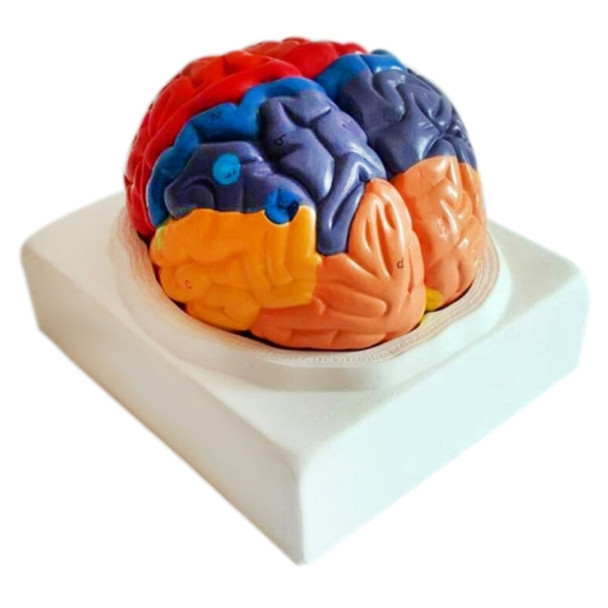 Brain Functional Cortex Regional Human Anatomy Brain Color Model for Medical School Teaching Tools