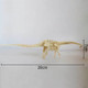 Assembled Diplodocus Skeleton Archaeological Excavation Toys Simulation Fossil Model Manual Toys