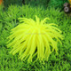 3 PCS Aquarium Articles Decoration TPR Simulation Sea Urchin Ball Coral, Size: S, Diameter: 7cm(Yellow)