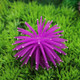 3 PCS Aquarium Articles Decoration TPR Simulation Sea Urchin Ball Coral with Point, Size: M, Diameter: 10cm(Purple)