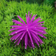 3 PCS Aquarium Articles Decoration TPR Simulation Sea Urchin Ball Coral with Point, Size: L, Diameter: 13cm(Purple)