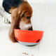 Cat And Dog Choking Prevention Slow Food Single Bowl Bottom Non-slip Puzzle Pet Bowl(Orange)