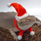 Lizard Crawling Pet Out Christmas Dress Up, Specification: Hat+Scarf