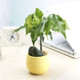 5 PCS Mini Cute Round Home Garden Office Decor Plastic Plant Flower Pots, Size: 7x7cm(Yellow)