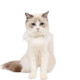 3 PCS Pet Lace Handmade Collar Cat Dog Rabbit Shooting Props, Size:M 25-30cm, Style:Pearl Petals