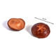 4 PCS Mushroom Simulation Food Model Photo Photography Props