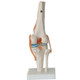 Human Knee Model Human Skeleton Model Teaching Aids