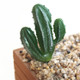 2 PCS Artificial Mini Cactus Garden Landscape Home Office Decoration, Style:One Cactus