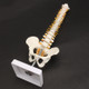 Human Spine with Pelvic Model Human Anatomical Anatomy Spine Medical Model Spinal Column Model, Size: 45cm