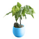 5 PCS Mini Cute Round Home Garden Office Decor Plastic Plant Flower Pots, Size: 7x7cm(Blue)