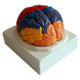 Brain Functional Cortex Regional Human Anatomy Brain Color Model for Medical School Teaching Tools