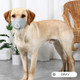 3 PCS Dog Dust And Haze Respirator Mask Pet Protective Mouth Cover, Specification:S(Gray)