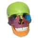 15 Parts / Set Assembled Human Disassembled Skull Color Mini Anatomy Model(Colorful)