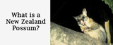 What is a New Zealand Possum? 