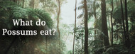 What do possums eat?