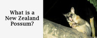 What is a New Zealand Possum? 