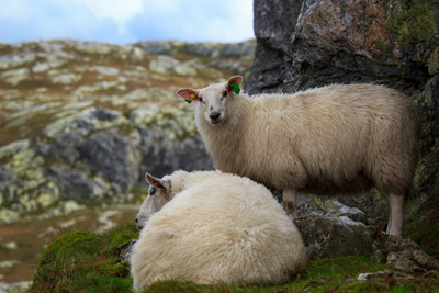 Is Wool Cruelty Free?