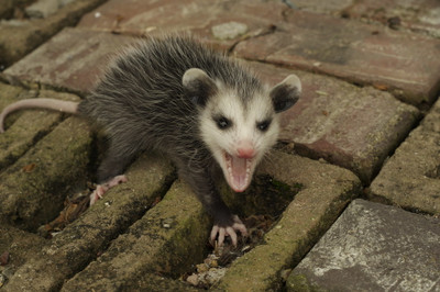 What is a New Zealand Possum?