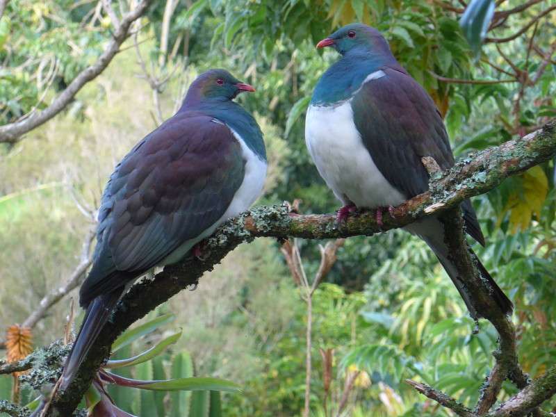 nznc-kereru-facts.jpeg