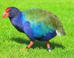 takahe.jpg