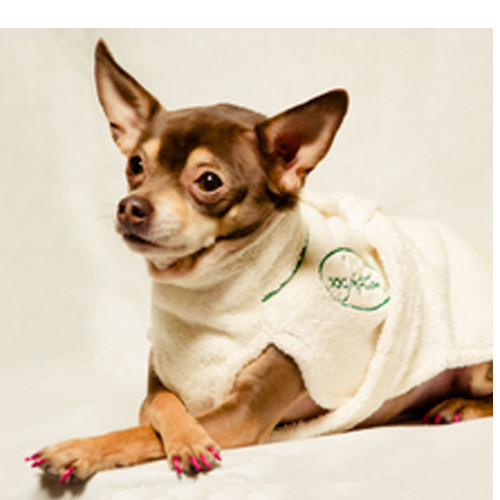 small dog bathrobe