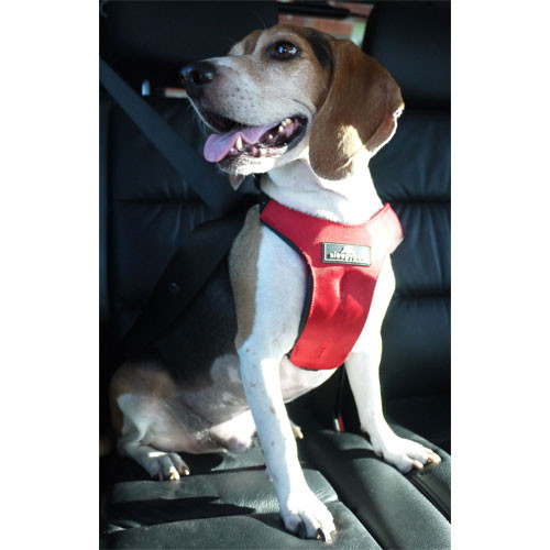 dog safety harness