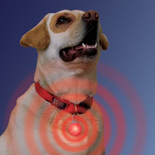 LED Light Up Collar Tag | Red