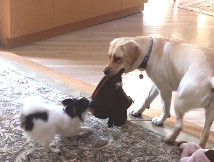 my dog loves tug of war