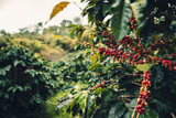 High Caffeine Coffee