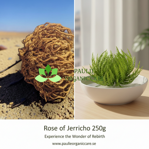 Rose of Jericho 250g
 
The Rose of Jericho (often called the "Resurrection Plant") is truly one of nature's most impressive party tricks. It’s a desert dweller that can survive for years in a dormant, brown, curled-up state, only to "miraculously" unfurl and turn green within hours of being placed in water.

What Makes It Unique?
Resurrection Ability: Scientifically known as Selaginella lepidophylla, it can lose up to 95% of its water content without dying.
Symbolism: Because of its ability to "come back to life," it is a global symbol of rebirth, luck, and endurance.
Longevity: These plants are often passed down through generations. You can dry it out and revive it over and over again.
Quick Care Guide
To get the most out of your 250g Rose of Jericho, follow these simple steps:
The Awakening: Place the dry bulb in a shallow bowl of water (room temperature is best). Ensure only the bottom/roots are submerged; don't drown the whole plant.
The Transformation: Watch as it expands. Within 4 to 24 hours, it will be fully open.
Maintenance: Change the water daily to keep it fresh and prevent mold.
The Rest Period: This is crucial! After keeping it green for about a week, take it out of the water and let it dry out completely for at least two weeks before "resurrecting" it again. It needs this dormant cycle to stay healthy.