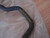 Hose Thermostat to Throttle fits Opel Vauxhall Meriva A Z16XE 13127102 Genuine View Rear