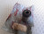 Swing Trailing Control Arm Bush fits Fiat Elba Mille Uno Fiorino 7674701 Genuine View Front