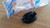 Front Bumper Towing Cap Plug fits Fiat Punto 182946399 Genuine View Rear