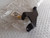 Turbo Pipe Bracket fits Peugeot 806 Expert Citroen Dispatch Synergie XUD9TE 34715 View Rear
