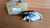 Indicator Turn Signal Front Left fits Hyundai Elantra Lantra 9230128510 Genuine View Rear