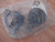 Starter Carbon Brushes fits Opel Corsa A B Vectra A B Vauxhall Nova Genuine 90543811 View Rear