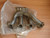 Exhaust Manifold fits Opel Vauxhall Astra F Cavalier Vectra A 17D 17DR Genuine 90322361 View Rear
