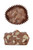 Pecan Cluster Product Image