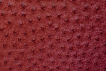 Ostrich Texture