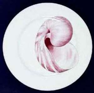Fitz and Floyd - Coquille~ Peach Shell - Dinner Plate-B
